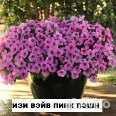 Профессиональные семена ампельной петунии