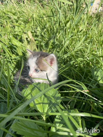 Котенок