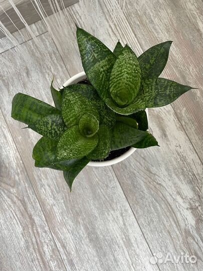 Сансевиерия