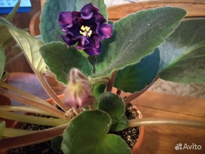 Фиалка стрелец Элит, селекция ле