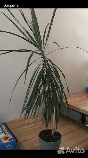 Драцена маргината