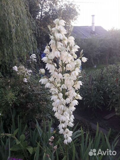 Юкка нитчатая