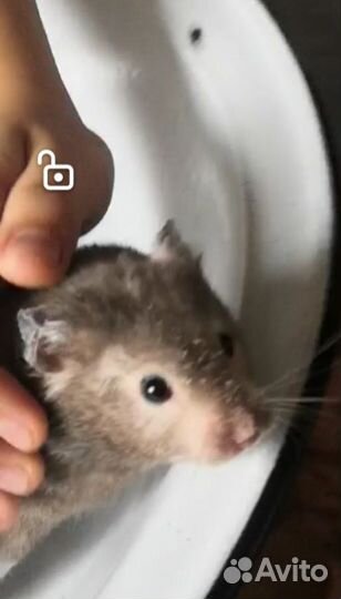 Сирийский хомяк и крыса белая с клетками