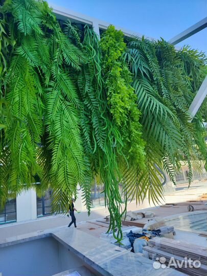 Растения для подвесных конструкций