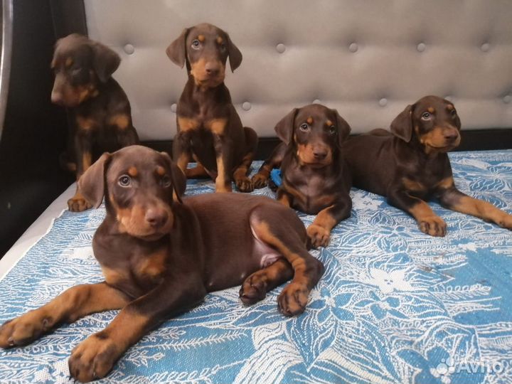 Щенки добермана