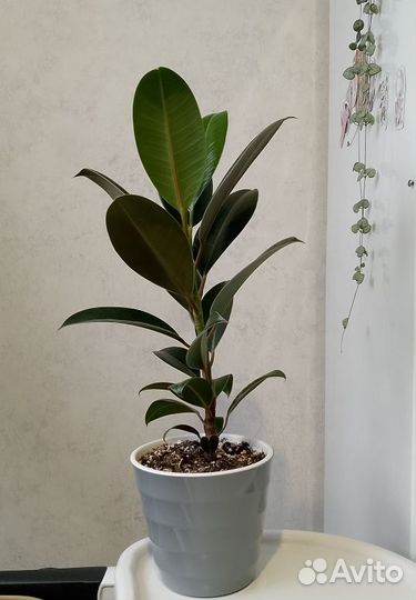 Фикус Мелани