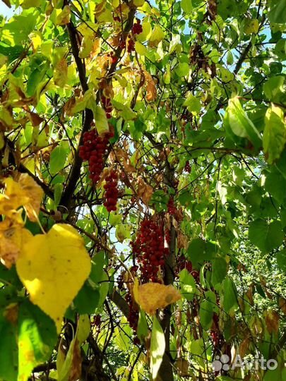 Лимонник китайский саженцы