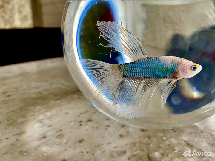 Рыбка петушок с аквариумом