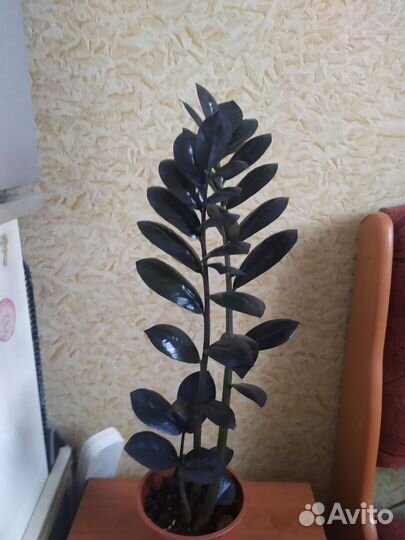 Замиокулькас черный равен(долларовое дерево)