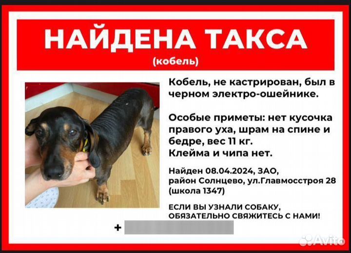 Найдена такса