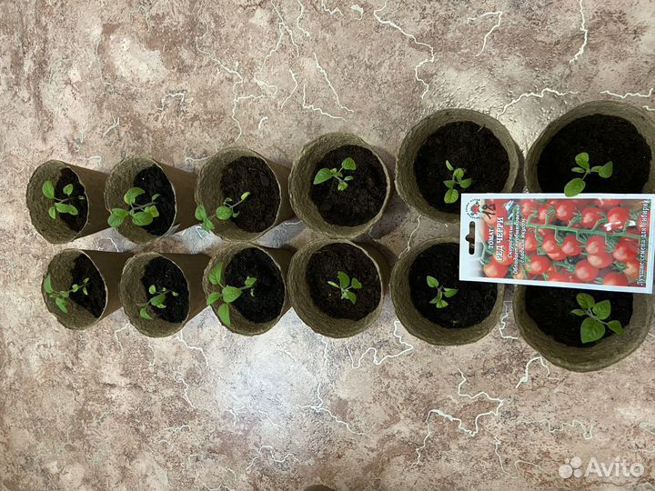 Рассада помидор Черри