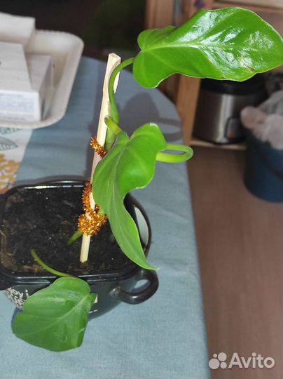 Филодендрон