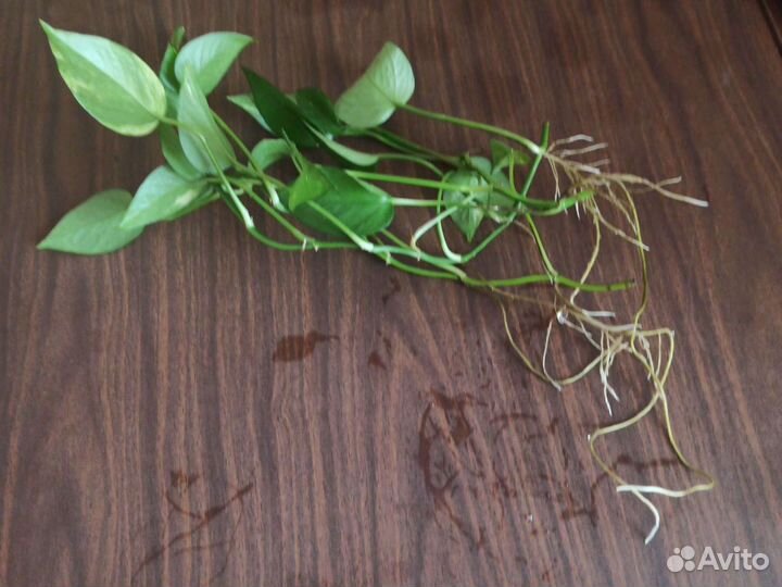 Цветы домашние Эпипремнум