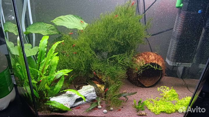 Аквариумные креветки и растения