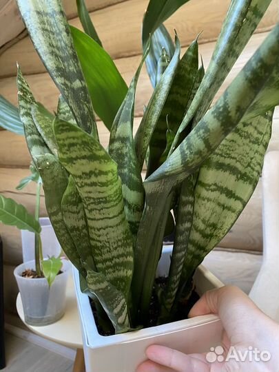 Сансевиерия Трифасциата