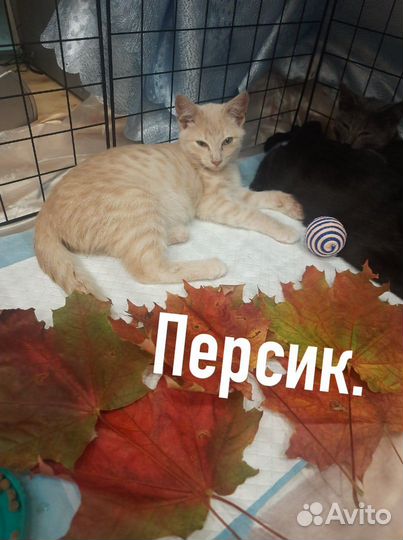 Котята в добрые руки