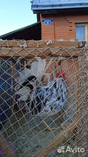 Продажа петухов