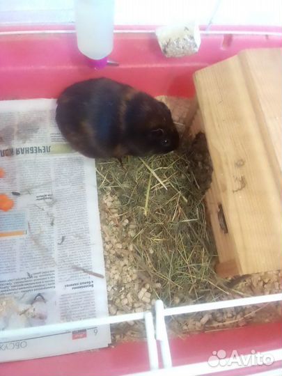 Морская свинка