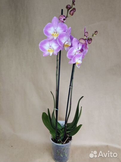 Орхидея фаленопсис