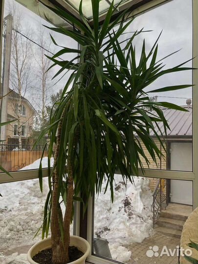 Пальма юкка