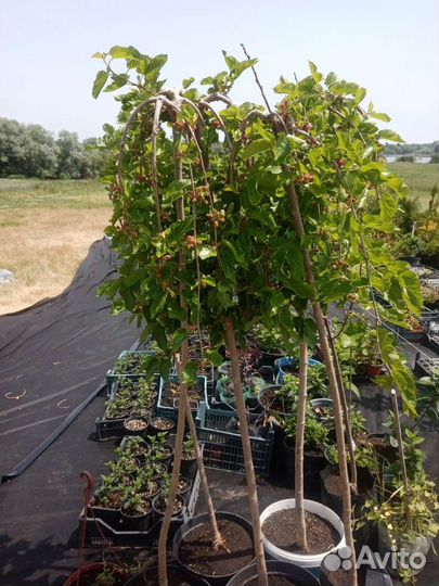 Шелковица на штамбе