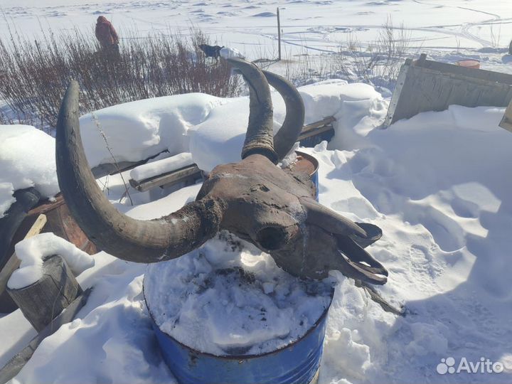 Голова древнего бизона