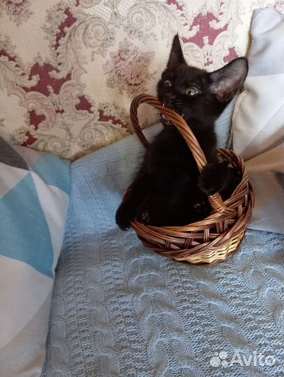 Котята чаузи ф3