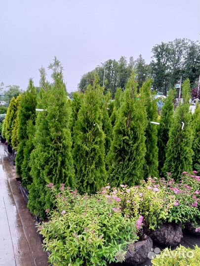 Туя западная смарагд 2м