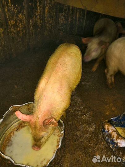 Поросята