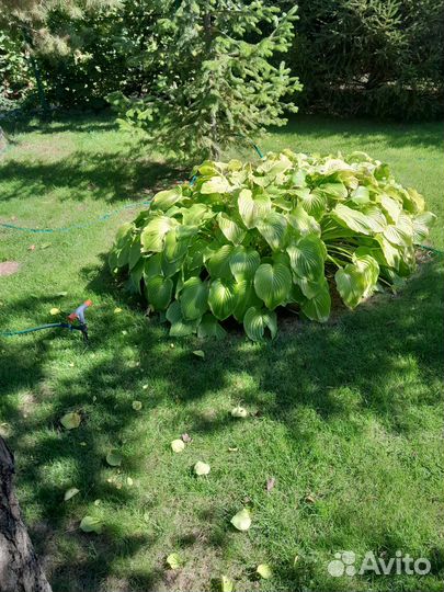 Хоста растение