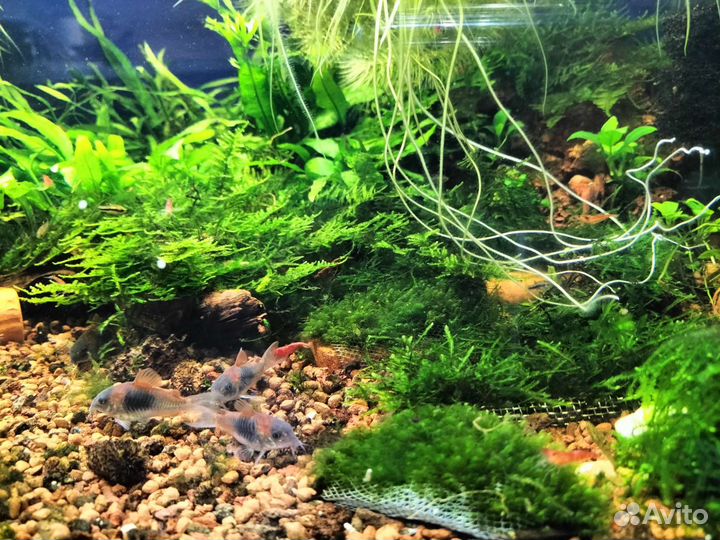 Аквариумные растения