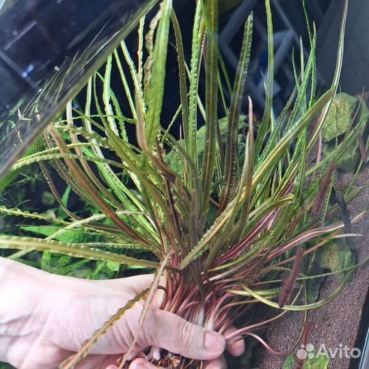 Растения для аквариума десятки видов в наличии