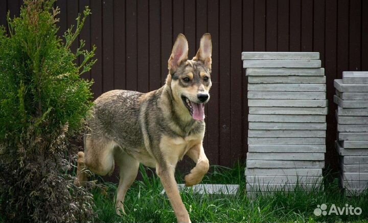 Тосенька мечтает о доме