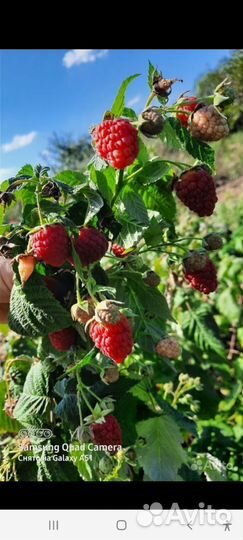 Малина Летняя саженцы