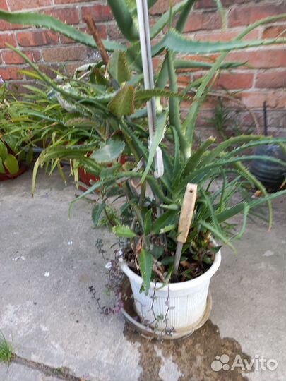 Алоэ лечебный