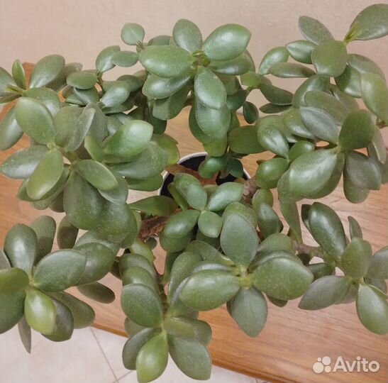 Денежное дерево