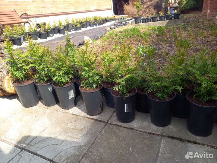 Туя смарагд