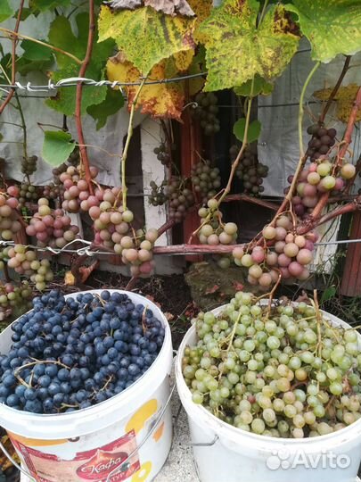 Куст винограда