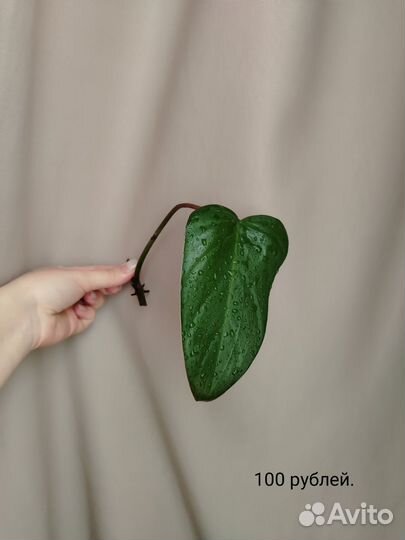 Комнатные растения