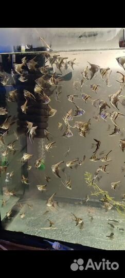 Рыбки скалярии вуалевые