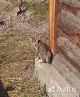 Котёночек в добрые руки
