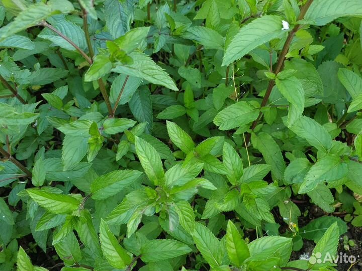 Мята ментоловая и другие травы