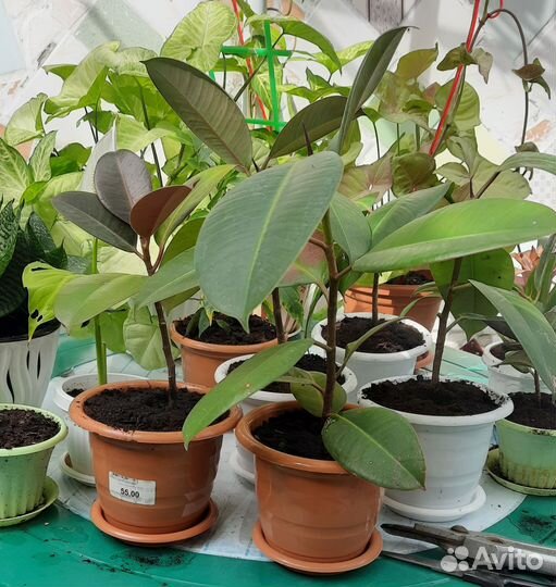 Фикус Робуста