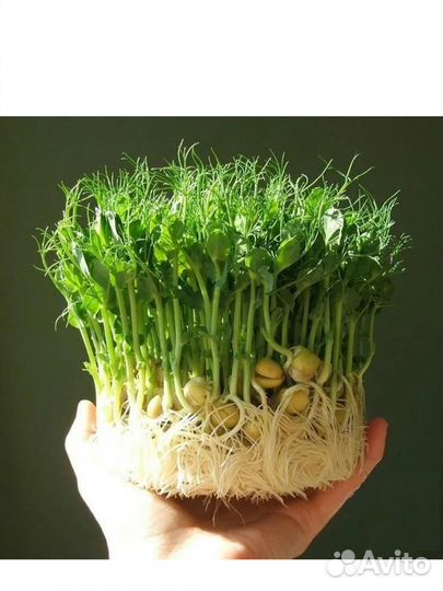 Микрозелень