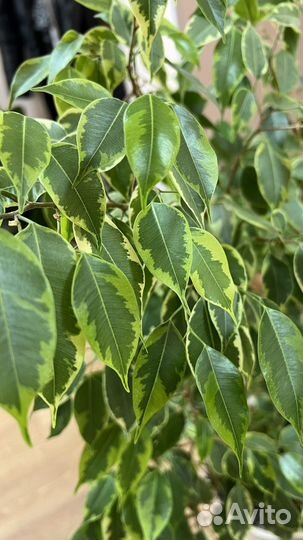 Фикус Бенджамина пестролистный