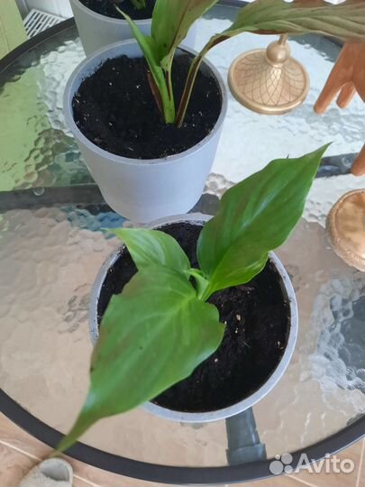 Спатифиллум