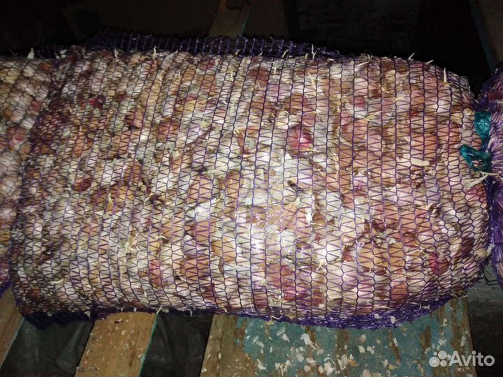 Чеснок зубок на посадку