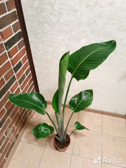 Стрелиция Николая