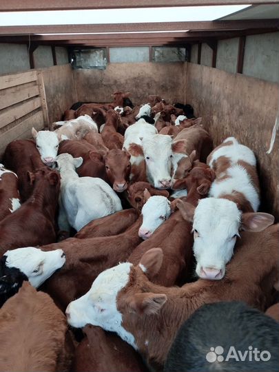 Телята бычки