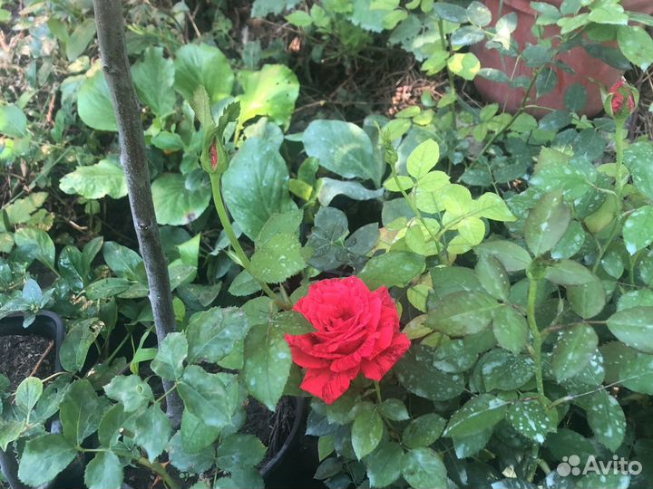 Роза кустовая